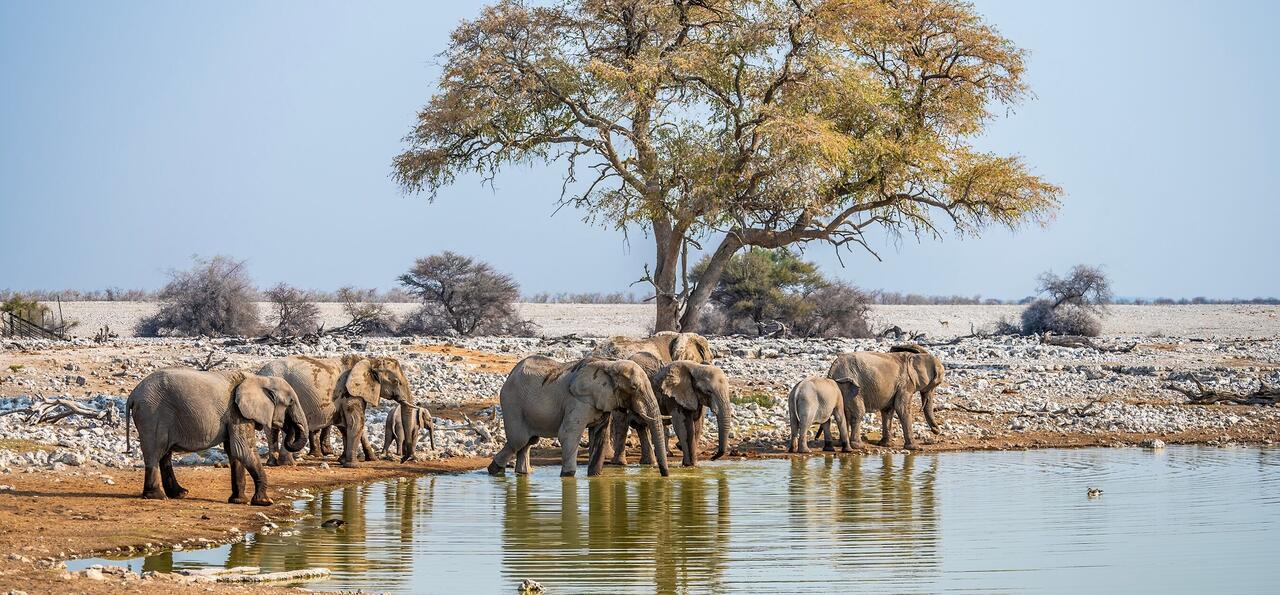 Elephants at a waterhole in Etosha National Park