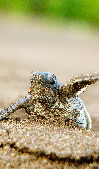 Turtle hatching near Tortuga Lodge