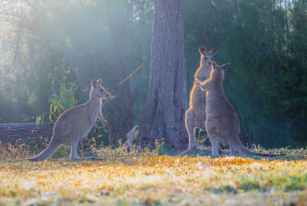 Adolescent kangaroos playfully fighting