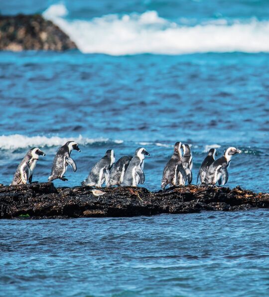 African Penguins near L&uuml;deritz