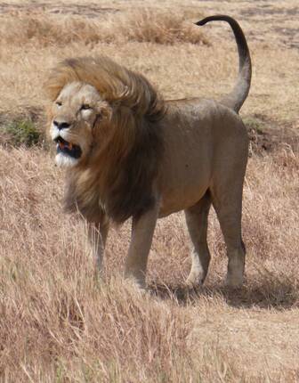 Lion on safari in Tanzania