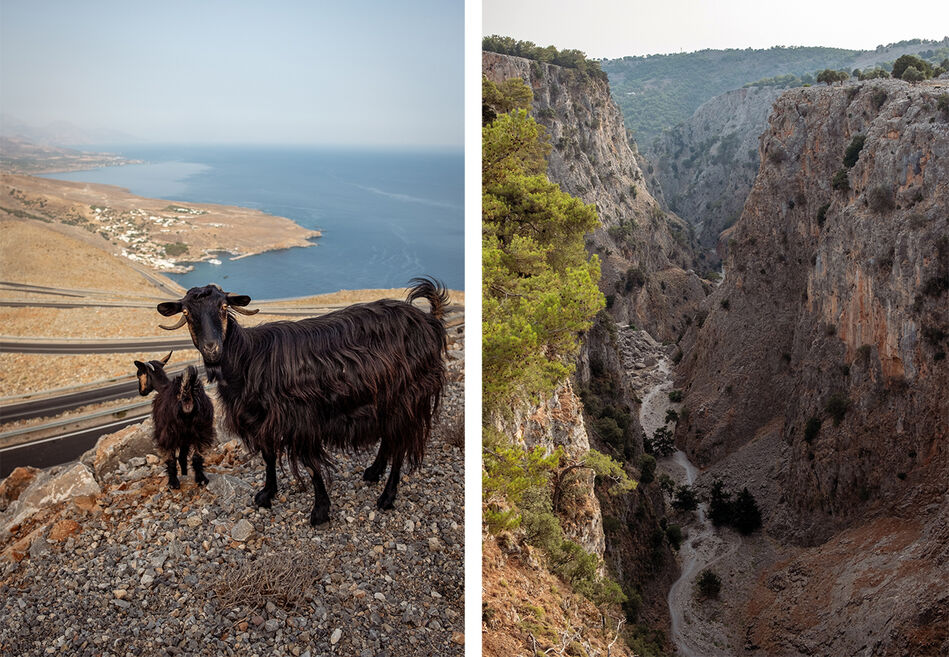 Aredena, Crete Images of Aredena in Crete. The Aredena Canyon and goats wandering on a stoney hillside.