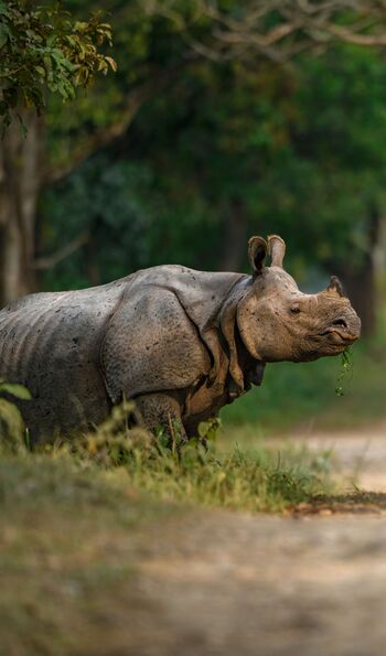 Asian rhino in Kaziranga National Park, Assam