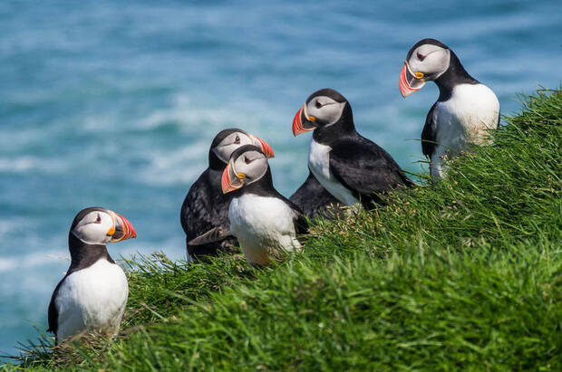 Puffins in Iceland