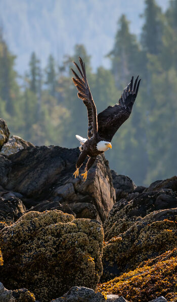 Bald Eagle, Ketchikan, Alaska