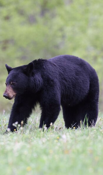 Bear in Jasper National Park