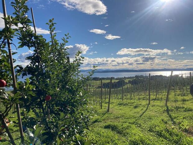 Apple orchard at Inderøy Gårdsbryggeri in the Trøndelag region, Norway