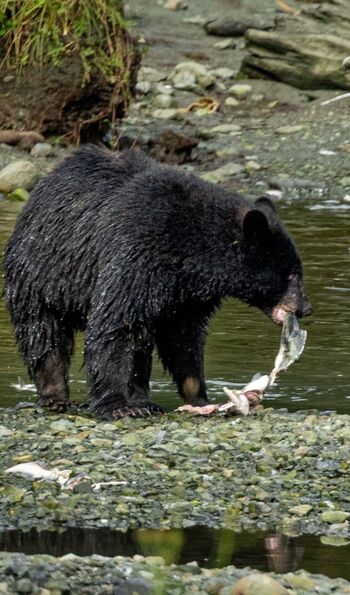 Black bear, Ketchikan, Alaska