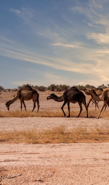 Black camels in Oman