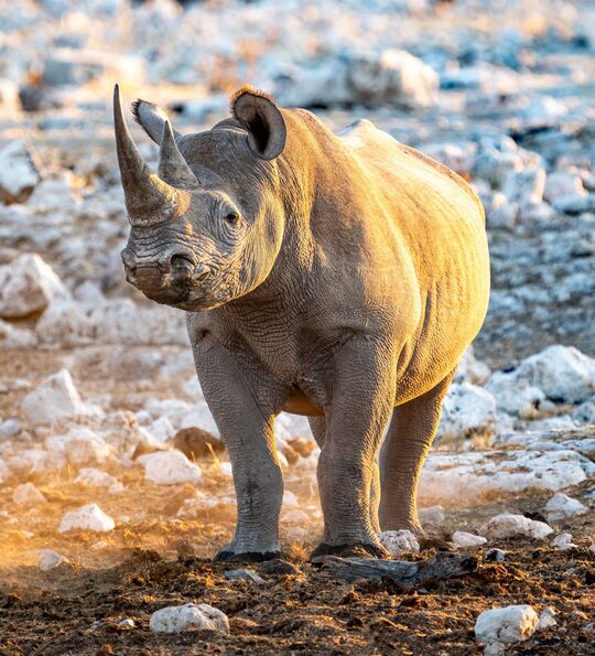Black rhino, Etosha National Park