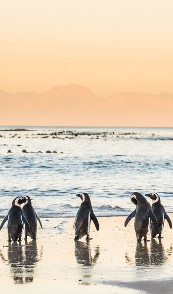 Penguins at Boulders Beach, South Africa