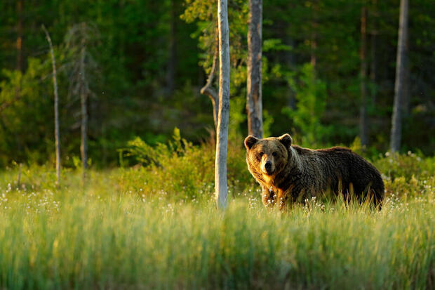 Brown bear, Finnish Lapland