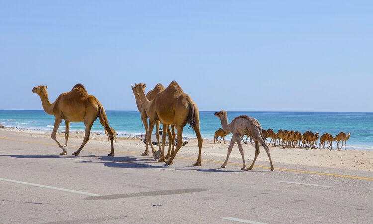 Camels, Salalah, Oman
