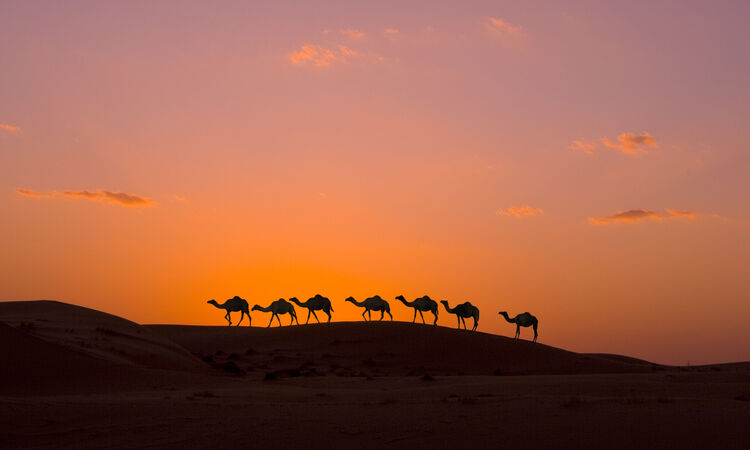 Camels, Wahiba Sands, Oman