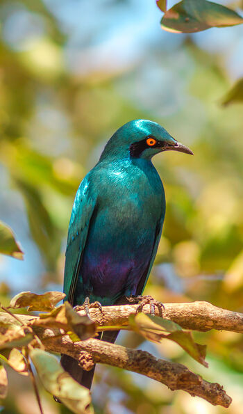 Cape starling in Kruger National Park