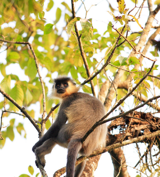 Capped langur in Nameri National Park, Assam