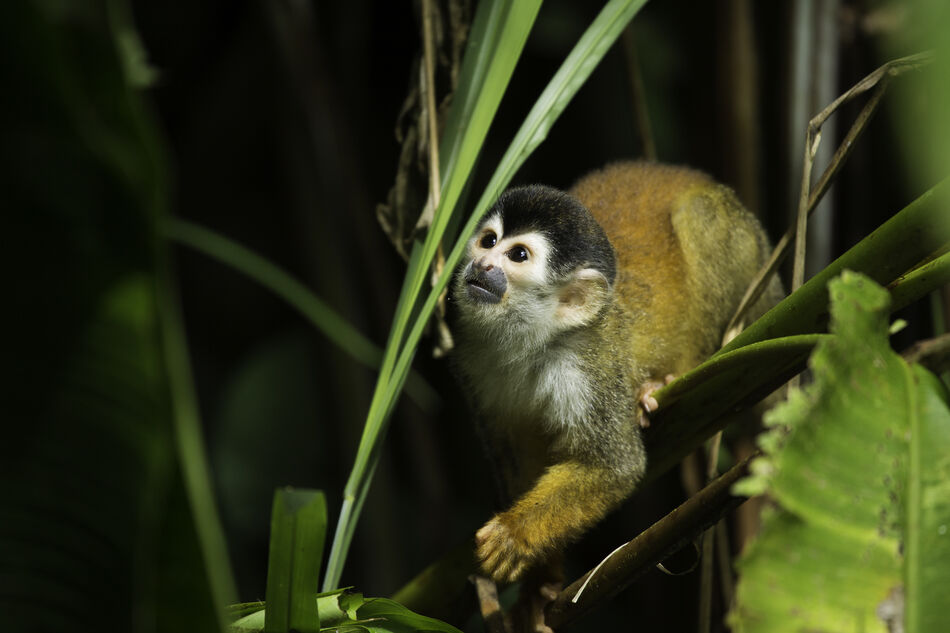 Central American squirrel monkey in Corcovado National Park, Osa Peninsula