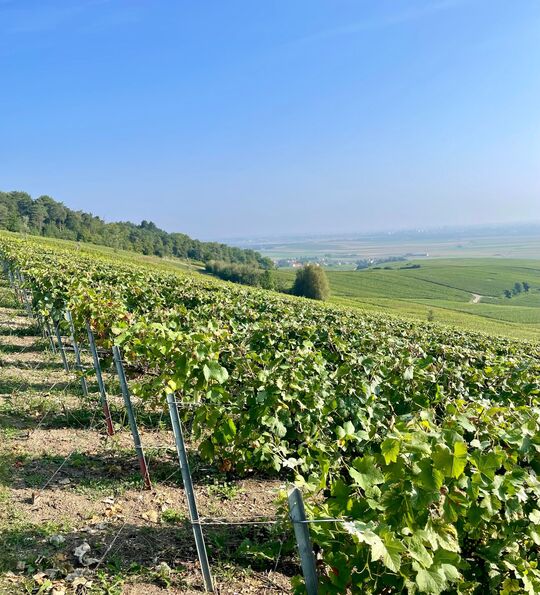 Champagne vineyards