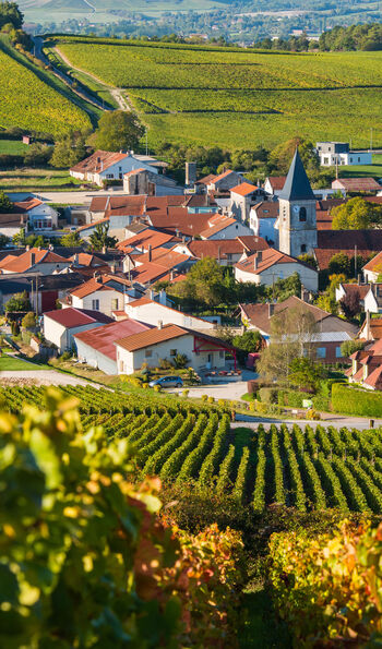 Vineyards in Champagne
