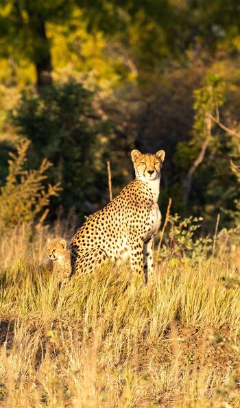 Cheetah in Hwange National Park