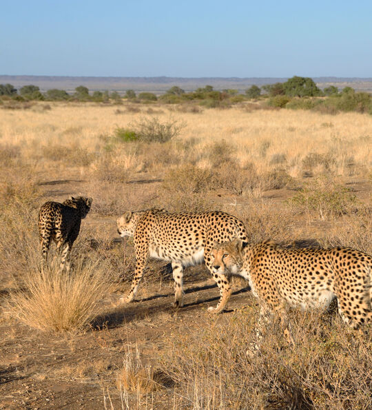 Cheetahs at Otjiwarongo Cheetah Conservation Fund