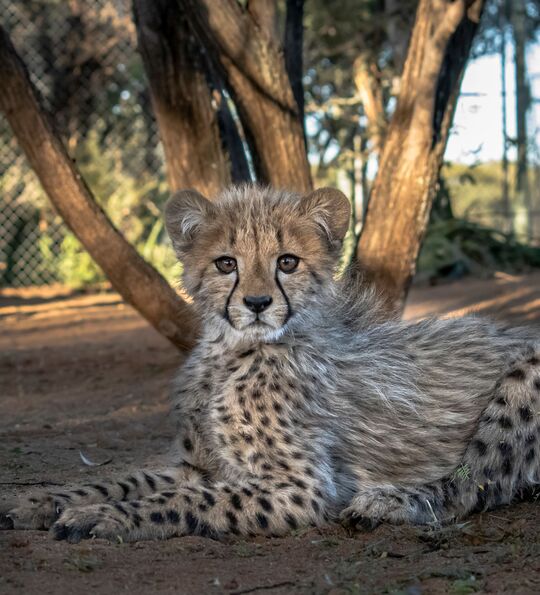 Cheetah cub at Otjiwarongo Cheetah Conservation Fund