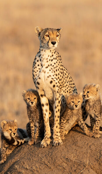 Cheetahs in the Serengeti, Tanzania