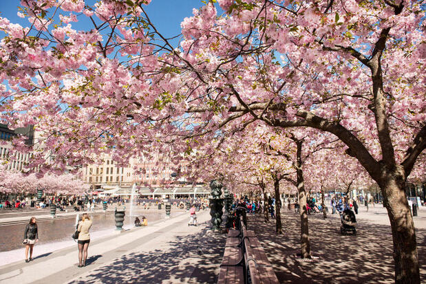 Pink cherry blossoms covering a walkway in Kungsträdgården