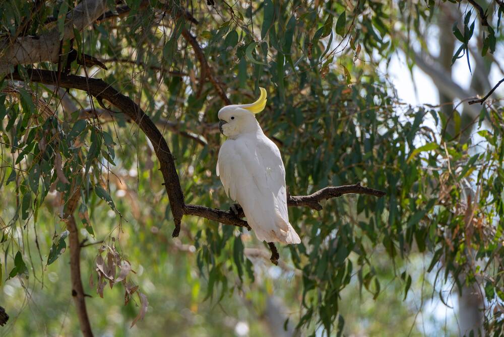 Cockatoo near the Murray River