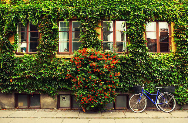 Bicycle resting against living wall in Copenhagen