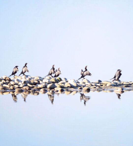 Cormorants in Nameri National Park, Assam
