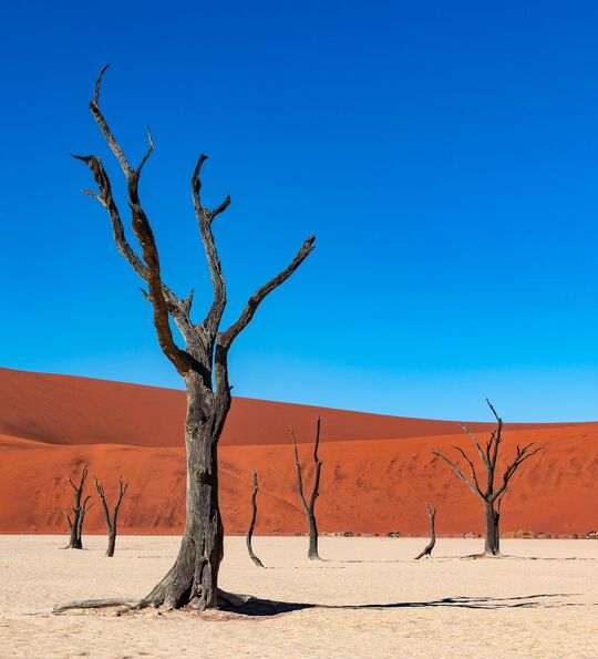 Dead camelthorn trees in Deadvlei, near Sossusvlei