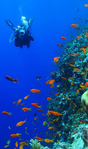 Coral reefs in the Gulf of Oman