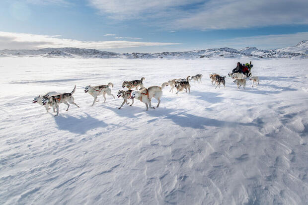 Dog sledding in Tasiilaq, East Greenland 