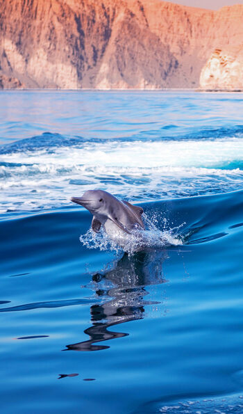 Dolphins off the coast