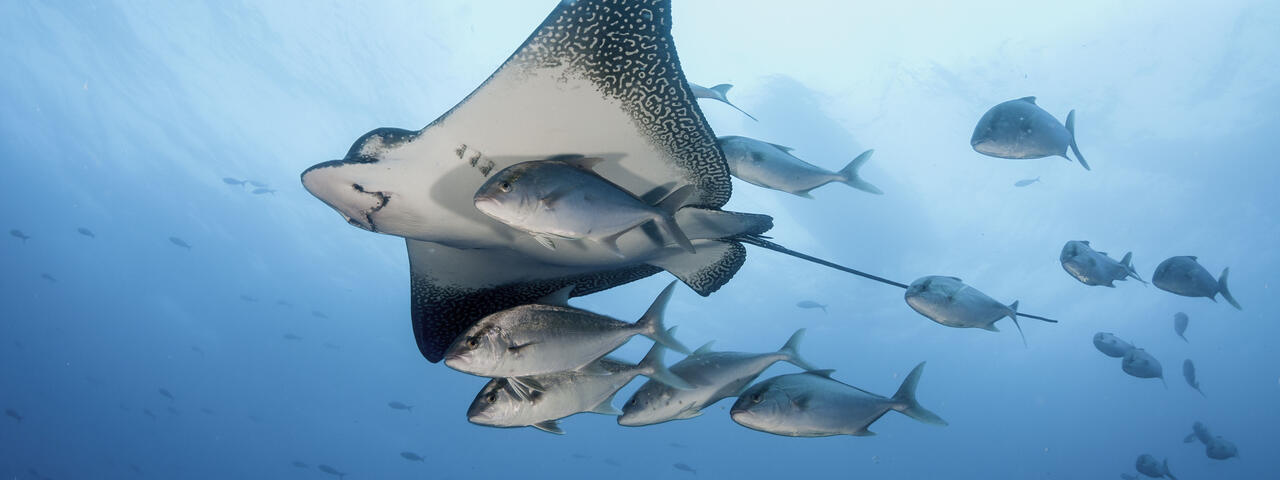 Eagle ray, Galápagos Islands
