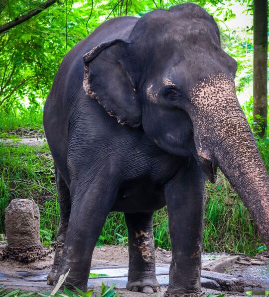 Elephant sanctuary