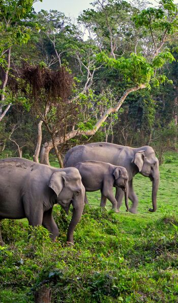 Elephants in Kaziranga National Park, Assam