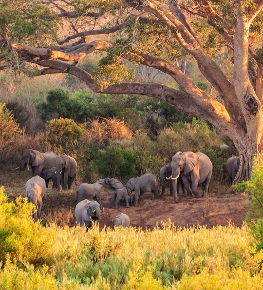 An aerial view of a herd of elephants under a tree in South Africa's Kruger National Park