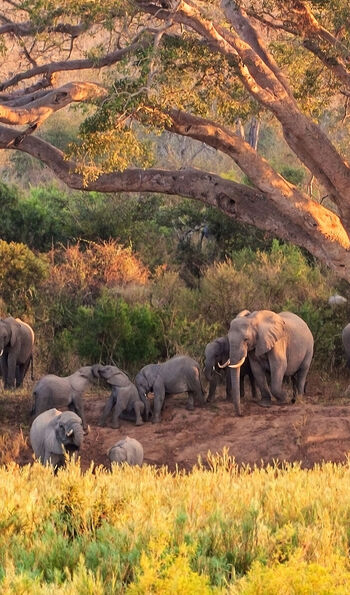 Elephants in Kruger National Park, South Africa