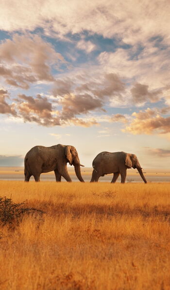 Elephants in the savannah, Masai Mara