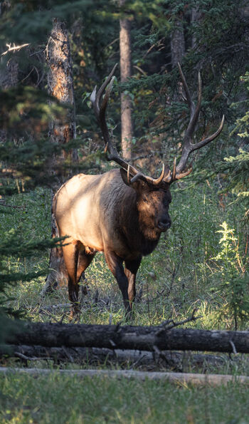 Elk in Jasper National Park