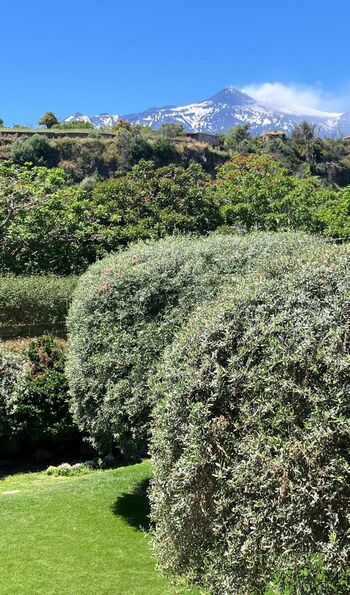 Garden and Etna view from room