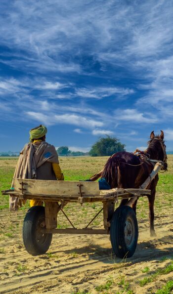 Farming in rural Rajasthan