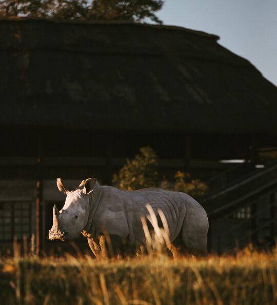Female rhino at Antelope Park