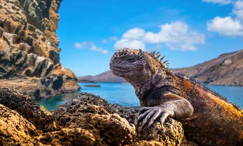 Iguana, Galápagos Islands