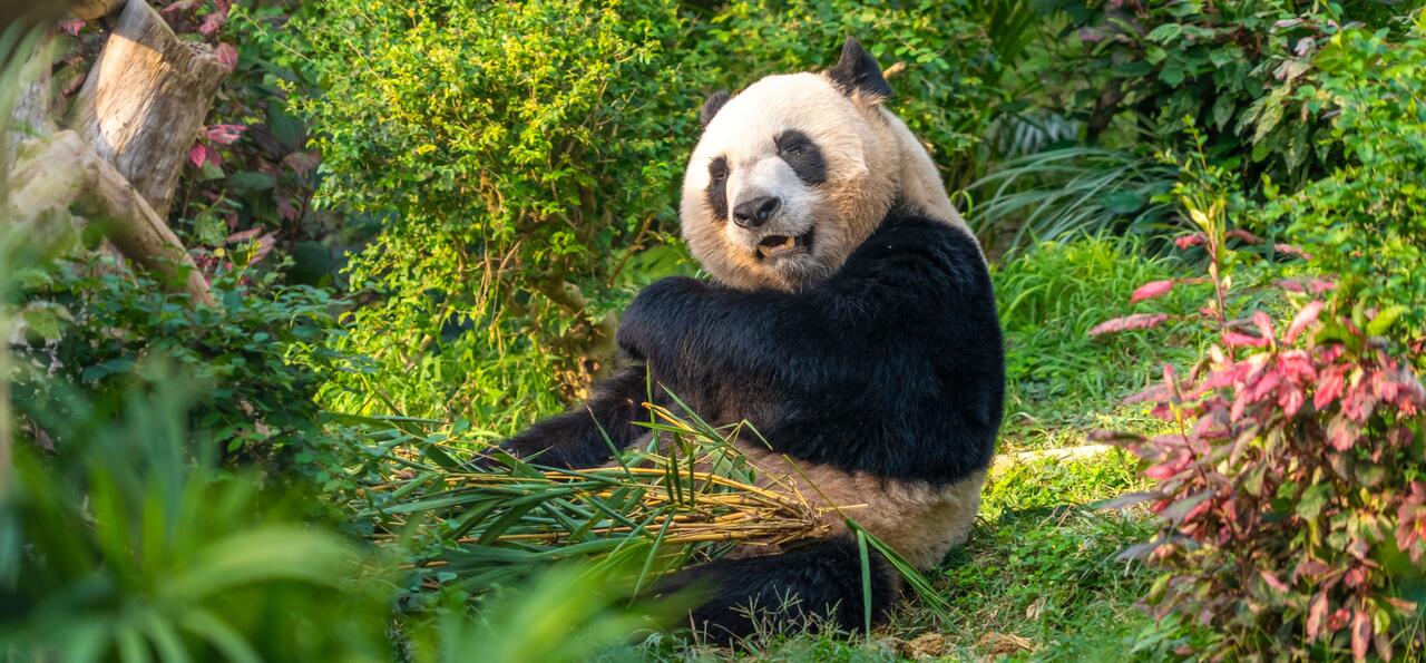 Giant Panda at Chengdu research base of giant panda breeding