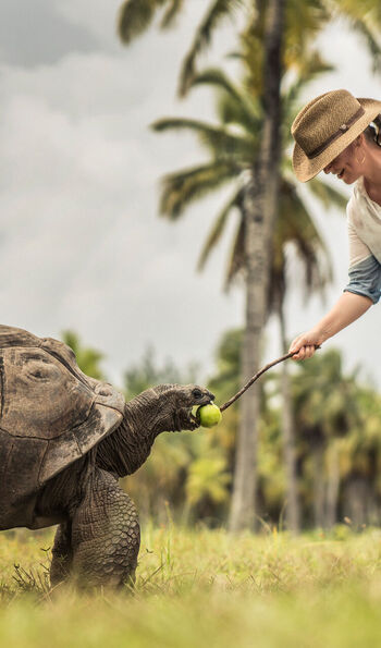 Tortoise sanctuary, Desroches Island