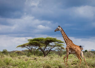 Giraffe and baobab tree, Serengeti National Park, Tanzania