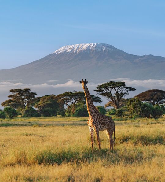 Giraffe in Amboseli